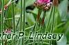 Armeria 'Bloodstone', flowers