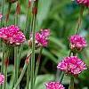 Armeria 'Bloodstone', flowers
