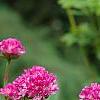 Armeria 'Bloodstone', flowers