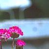 Armeria maritima 'Splendens', habit