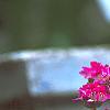 Armeria maritima 'Splendens', habit