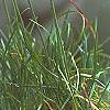 Armeria maritima 'Splendens', habit