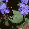 Ceratostigma plumbaginoides, flowers