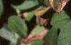 Ceratostigma plumbaginoides, flowers