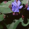 Ceratostigma plumbaginoides, flowers