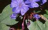 Ceratostigma plumbaginoides, flowers