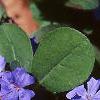 Ceratostigma plumbaginoides, flowers