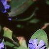 Ceratostigma plumbaginoides, flowers