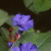 Ceratostigma plumbaginoides, flowers