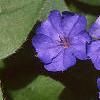 Ceratostigma plumbaginoides, flowers