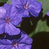 Ceratostigma plumbaginoides, flowers