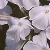 Plumbago auriculata 'Alba', flowers