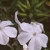Plumbago auriculata 'Alba', flowers