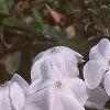 Plumbago auriculata 'Alba', flowers