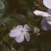 Plumbago auriculata 'Alba', flowers