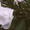 Plumbago auriculata 'Alba', flowers