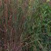Andropogon gerardii, habit