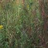 Andropogon gerardii, habit