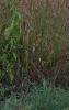 Andropogon gerardii, habit