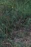 Andropogon gerardii, habit