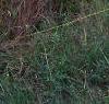 Andropogon gerardii, habit