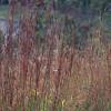 Andropogon gerardii, habit