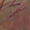 Andropogon gerardii, leaves