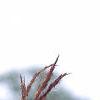 Andropogon gerardii, leaves