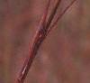 Andropogon gerardii, leaves