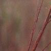 Andropogon gerardii, leaves