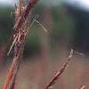 Andropogon gerardii, leaves
