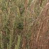 Schizachyrium scoparium, habit