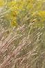 Schizachyrium scoparium, habit
