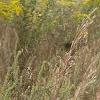 Schizachyrium scoparium, habit