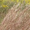 Schizachyrium scoparium, habit