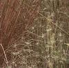 Schizachyrium scoparium, habit