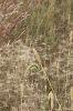 Schizachyrium scoparium, habit