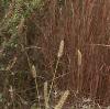 Schizachyrium scoparium, habit