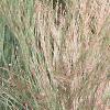 Schizachyrium scoparium 'True Blue', habit