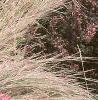 Schizachyrium scoparium 'True Blue', habit