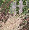 Schizachyrium scoparium 'True Blue', habit