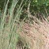 Schizachyrium scoparium 'True Blue', habit