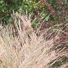 Schizachyrium scoparium 'True Blue', habit