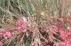 Schizachyrium scoparium 'True Blue', habit