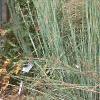 Schizachyrium scoparium 'True Blue', habit