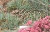 Schizachyrium scoparium 'True Blue', habit