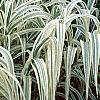 Arundo donax 'Variegata', habit