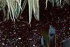 Arundo donax 'Variegata', habit