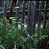 Arundo donax 'Variegata', habit
