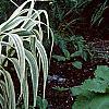 Arundo donax 'Variegata', habit
